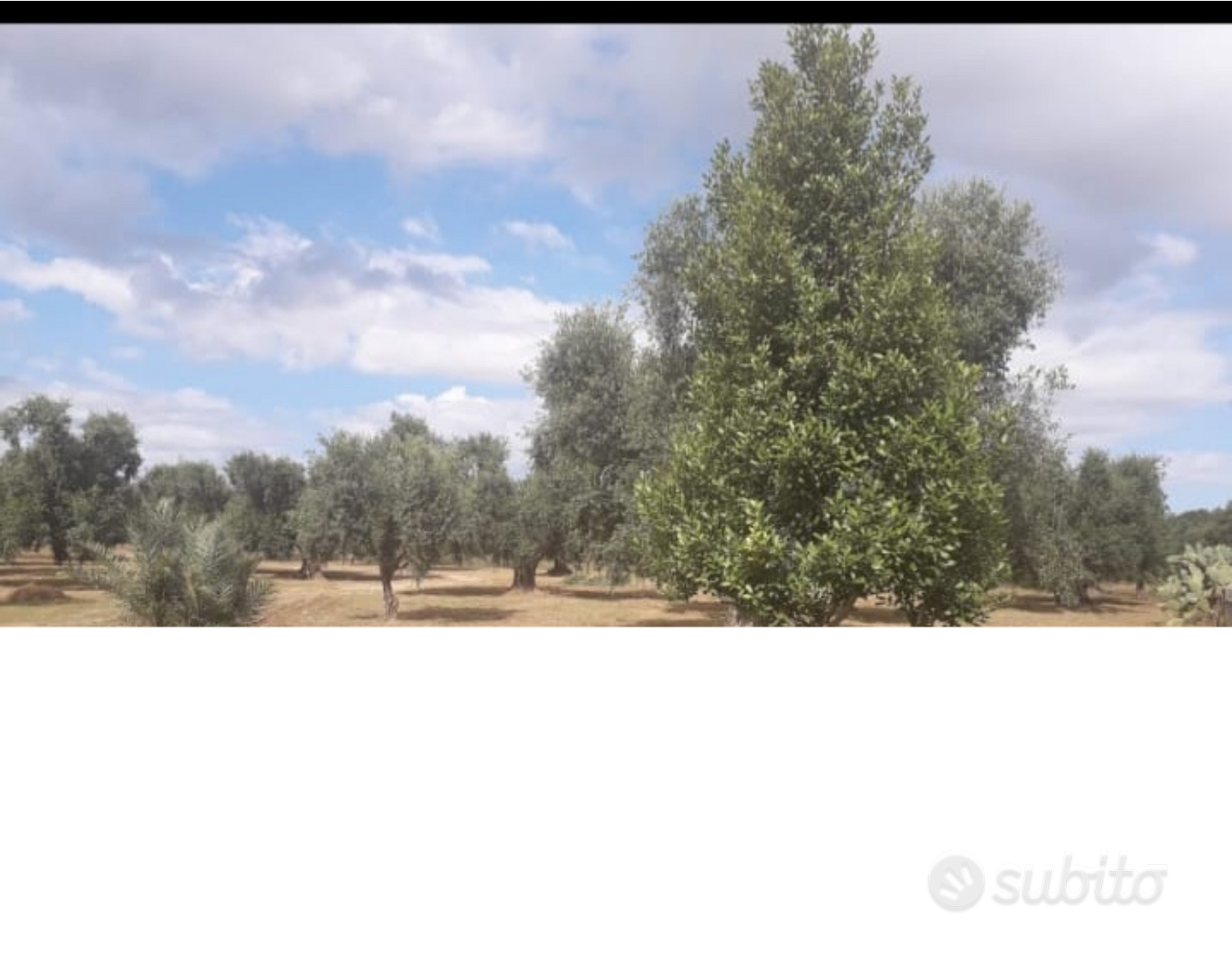Alberi d'ulivo - Vista 3