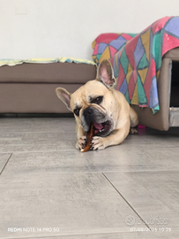 Diego disponibile per m.O.n.T.a