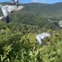 Piccioni addestrati volantini cimbelli attrezzatu