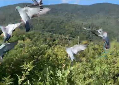 Piccioni addestrati volantini cimbelli attrezzatu