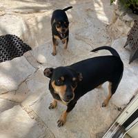 2 Pinscher femmineIn adozione di 4 anni e mezzo