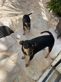 2 Pinscher femmineIn adozione di 4 anni e mezzo