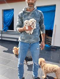 Cucciole di maltese