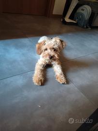 maltipoo 