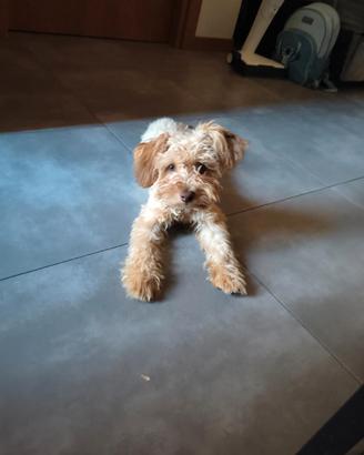 maltipoo 