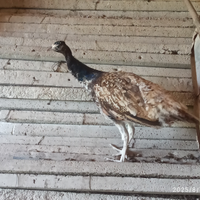 Coppia pavoni porpora nigripennis semi-adulti