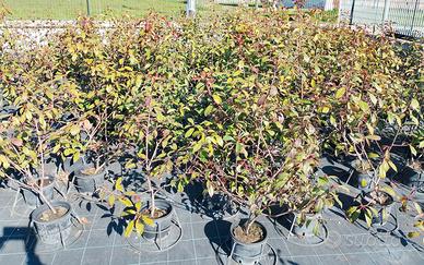 PIANTE SIEPE PHOTINIA RED ROBIN