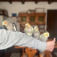 Calopsite allevate a mano