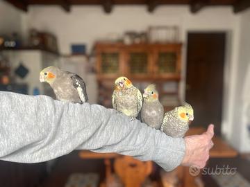 Calopsite allevate a mano