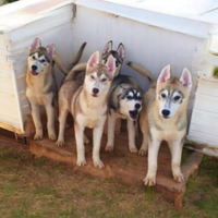 Husky