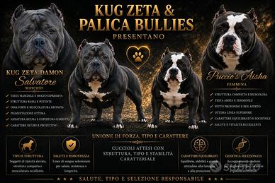 American bully