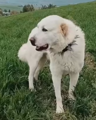 Alabai caucaso femmine