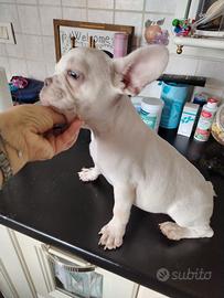 Cucciolo platinum di bulldog francese