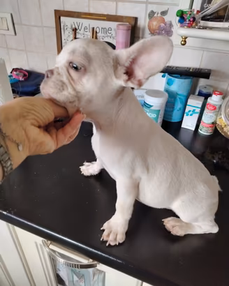 Cucciolo platinum di bulldog francese