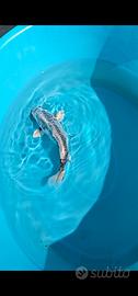 Carpa Koi