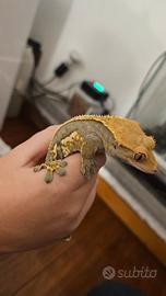 Geco Ciliatus compreso di teca e accessori