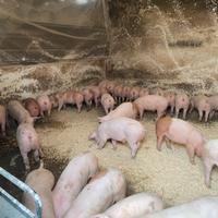 Maialini danesi duroc