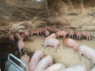 Maialini danesi duroc