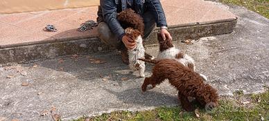 Cuccioli di Lagotto da tartufo