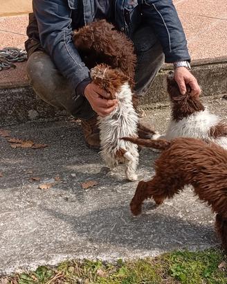 Cuccioli di Lagotto da tartufo