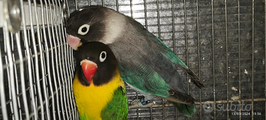 Coppia insep mascherato verde x euwing blu