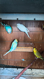 Coppie cocorite Riproduttive