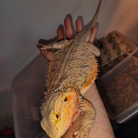 Pogona viticeps
