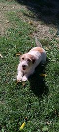 Jack Russell