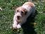 Immagine 1
