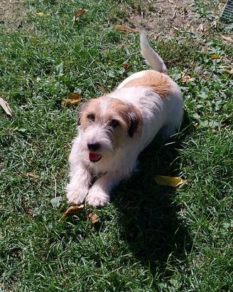 Jack Russell