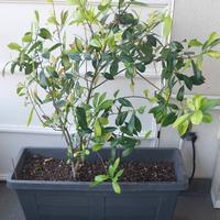 Pianta+vaso+carrello 