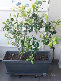 Pianta+vaso+carrello 