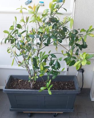 Pianta+vaso+carrello 