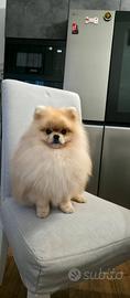 Spitz tedesco nano
