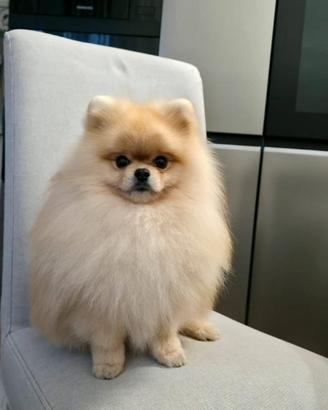 Spitz tedesco nano