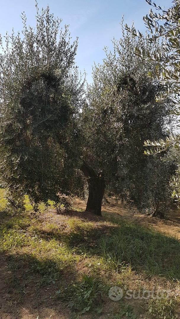 Oliveto loc.pieve a quarto arezzo - Vista 3