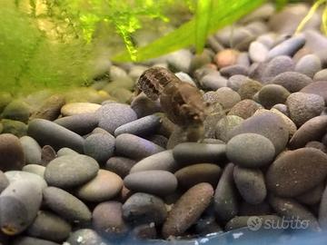 Cambarellus diminutus - gamberi acquario