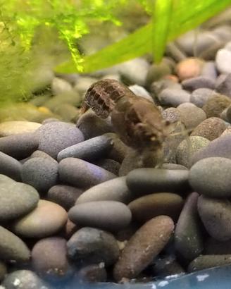 Cambarellus diminutus - gamberi acquario