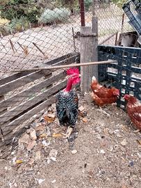 Gallo