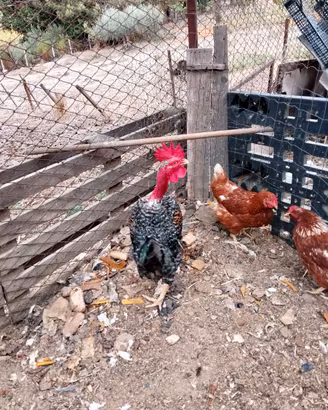 Gallo