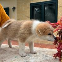 Cucciola Akita inu