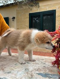 Cucciola Akita inu