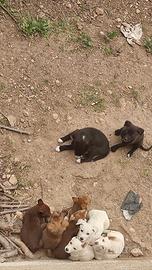 Regalo cuccioli -CERCANO CASA- AGRIGENTO