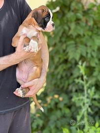 Cuccioli Boxer con Pedigree