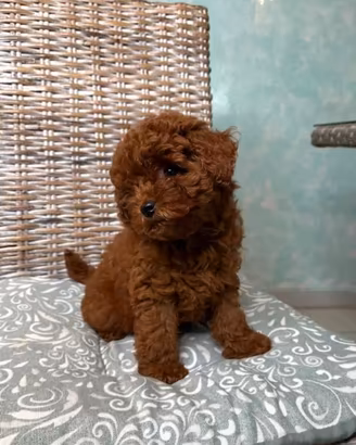 Cucciola Barboncino Toy