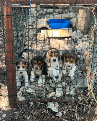 Cuccioli beagle con pedigree