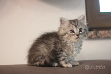 Cuccioli mici siberiani