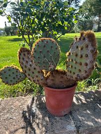 Pianta grassa da esterno