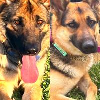 Meravigliosi cucciolotti pastore tedesco