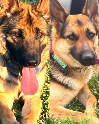 Meravigliosi cucciolotti pastore tedesco